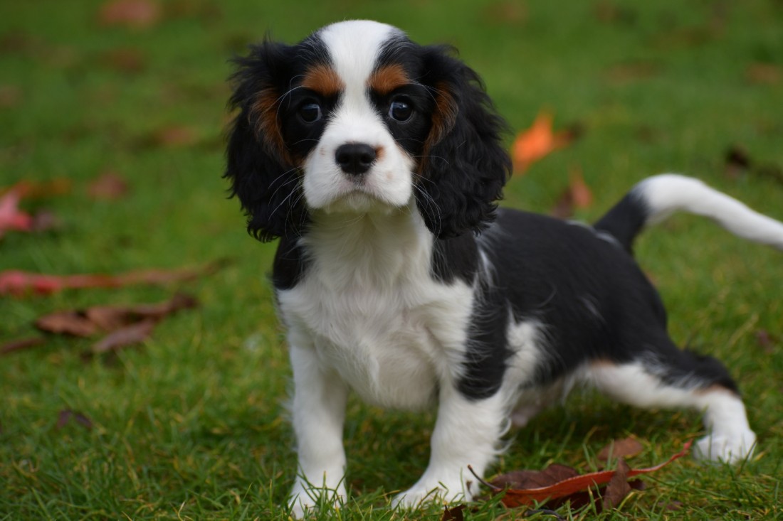 Cavalier King Ch spaniel