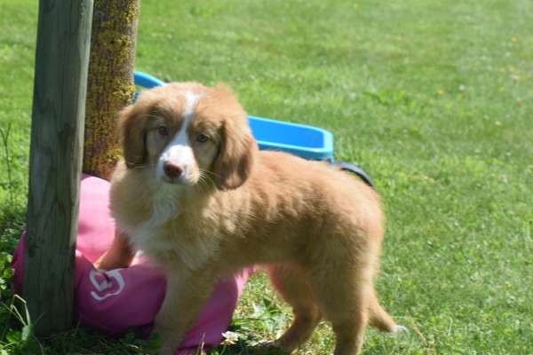 Nova Scotia Duck Tolling Retriever (teef) 03078