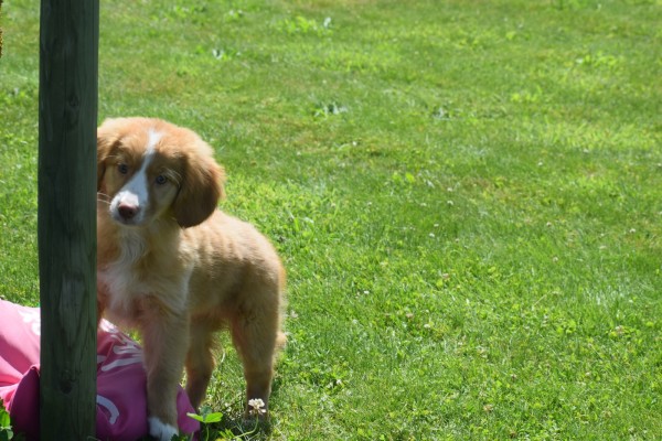 Nova Scotia Duck Tolling Retriever (teef) 03078