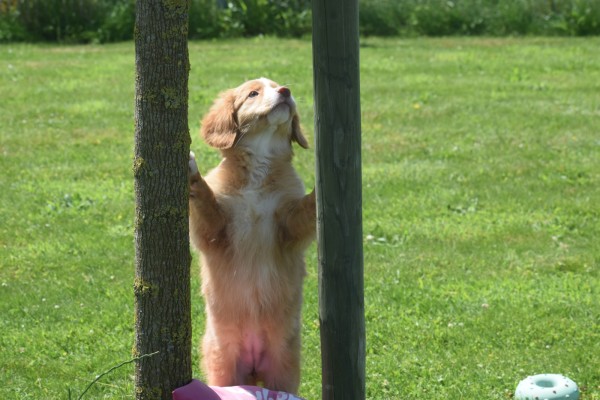 Nova Scotia Duck Tolling Retriever (teef) 03078