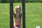 Nova Scotia Duck Tolling Retriever (teef) 03078