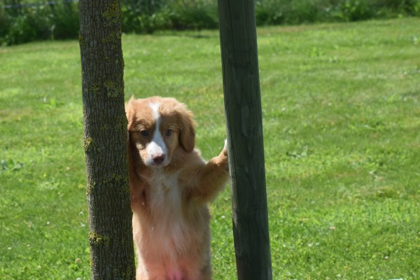 Nova Scotia Duck Tolling Retriever (teef) 03078