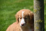 Nova Scotia Duck Tolling Retriever (teef) 03078