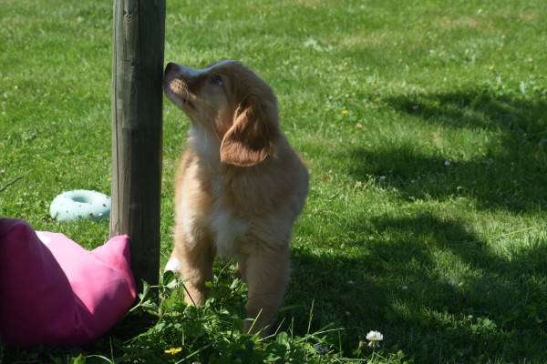 Nova Scotia Duck Tolling Retriever (teef) 03078