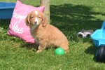 Nova Scotia Duck Tolling Retriever (teef) 02984