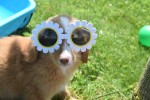 Nova Scotia Duck Tolling Retriever (teef) 02984