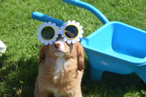 Nova Scotia Duck Tolling Retriever (teef) 02984
