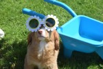 Nova Scotia Duck Tolling Retriever (teef) 02984