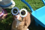Nova Scotia Duck Tolling Retriever (teef) 02984
