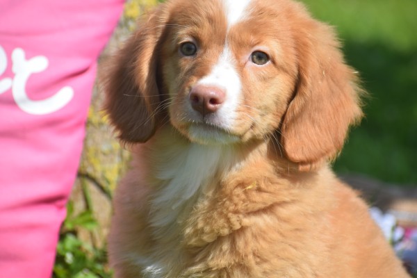 Nova Scotia Duck Tolling Retriever (teef) 02984