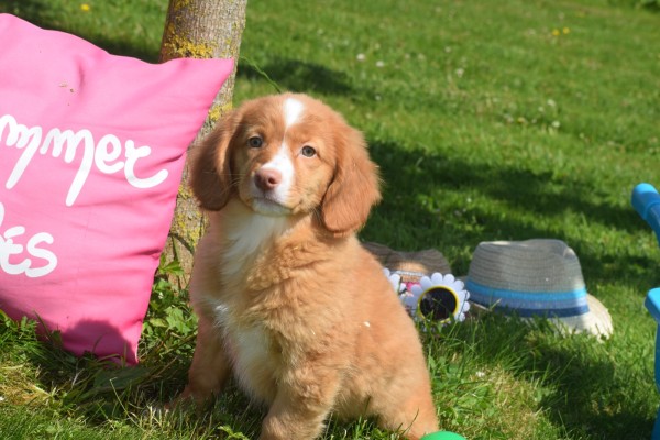 Nova Scotia Duck Tolling Retriever (teef) 02984