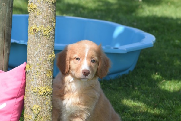 Nova Scotia Duck Tolling Retriever (teef) 01939