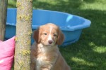 Nova Scotia Duck Tolling Retriever (teef) 01939