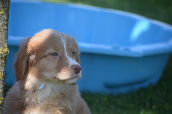Nova Scotia Duck Tolling Retriever (teef) 01939
