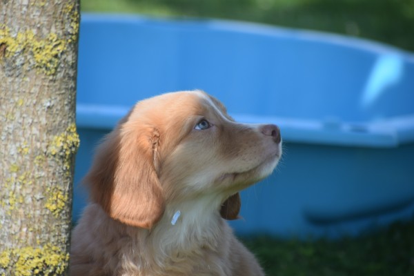 Nova Scotia Duck Tolling Retriever (teef) 01939