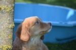 Nova Scotia Duck Tolling Retriever (teef) 01939
