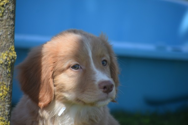 Nova Scotia Duck Tolling Retriever (teef) 01939