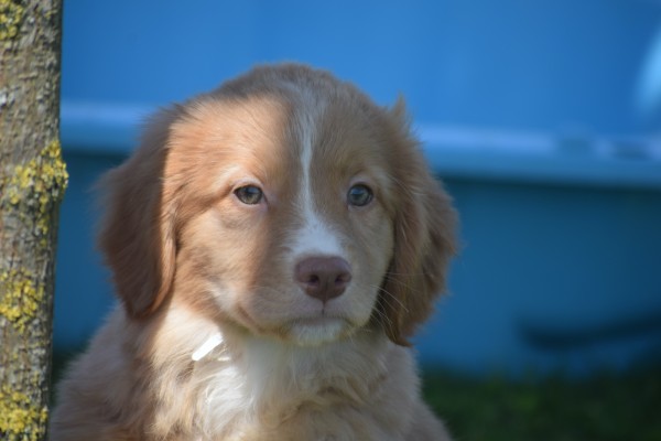 Nova Scotia Duck Tolling Retriever (teef) 01939
