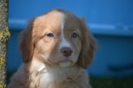 Nova Scotia Duck Tolling Retriever (teef) 01939