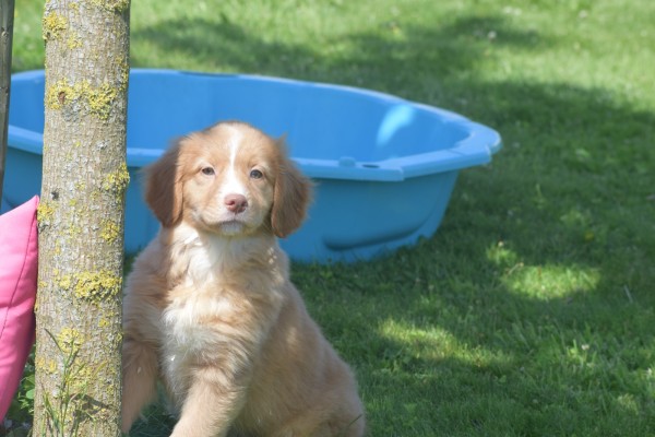 Nova Scotia Duck Tolling Retriever (teef) 01939