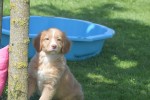 Nova Scotia Duck Tolling Retriever (teef) 01939