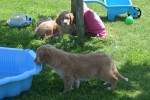 Nova Scotia Duck Tolling Retriever (teef) 01939