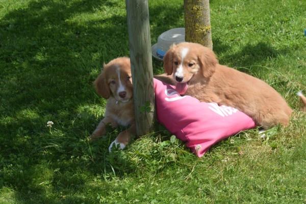 Nova Scotia Duck Tolling Retriever (teef) 01939