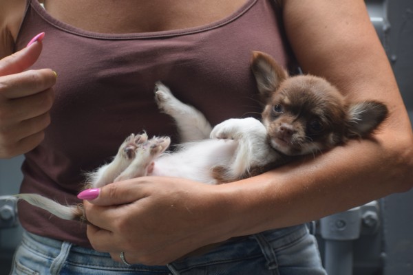 Chihuahua (reu) 74804