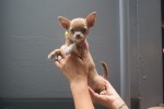 Chihuahua (teef) 74801