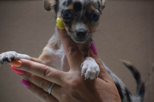 Chihuahua (reu) 74906