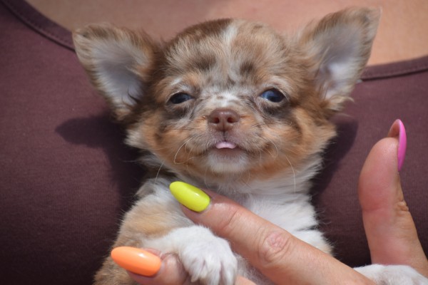 Chihuahua (reu) 74780