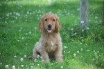 Epagneul Cocker Anglais (reu) 95696