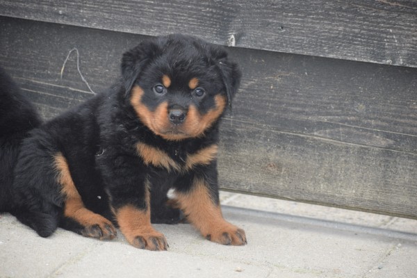 Rottweiler (reu) 65423
