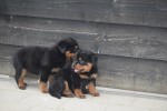 Rottweiler (reu) 65423