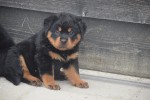 Rottweiler (teef) 65656
