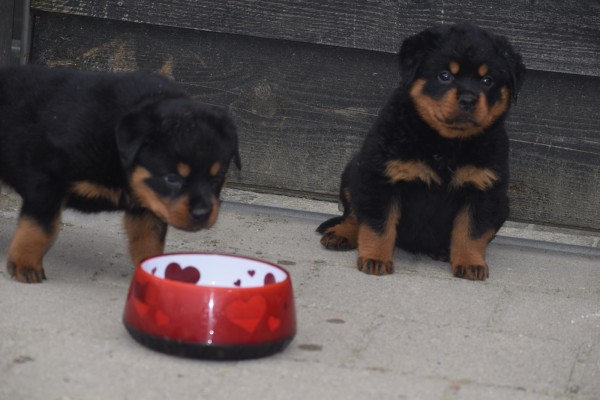 Rottweiler (teef) 65656