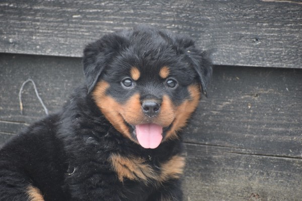Rottweiler (teef) 65656