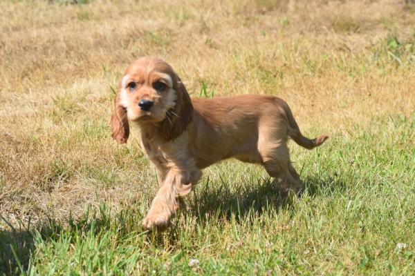 Amerikaanse cocker spaniel (teef) 18203