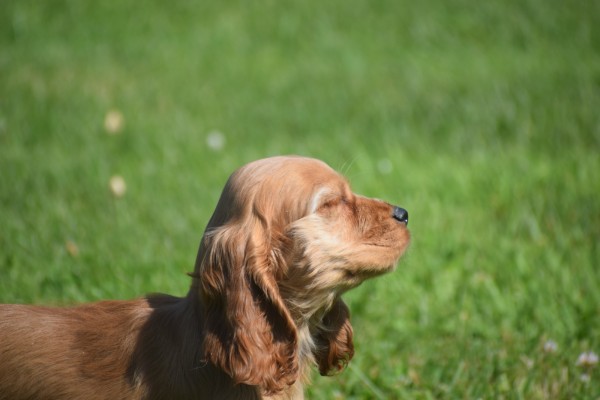 Amerikaanse cocker spaniel (teef) 18203
