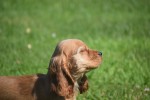 Amerikaanse cocker spaniel (teef) 18203