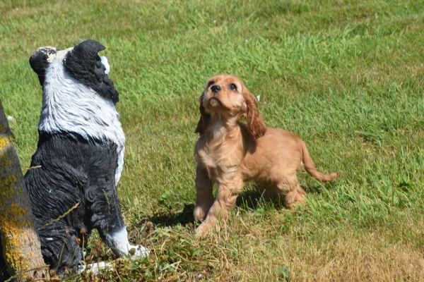 Amerikaanse cocker spaniel (teef) 18203