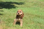 Amerikaanse cocker spaniel (teef) 18203