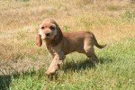 Amerikaanse cocker spaniel (teef) 18203
