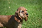 Amerikaanse cocker spaniel (teef) 18203