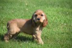 Amerikaanse cocker spaniel (teef) 18203