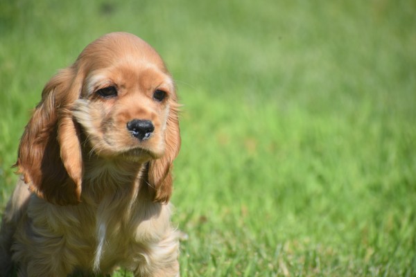 Amerikaanse cocker spaniel (teef) 11676