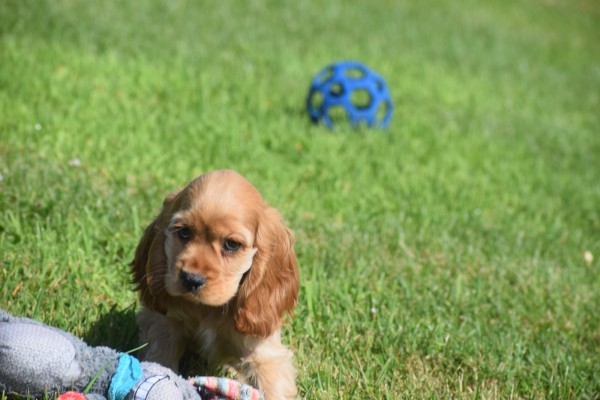 Amerikaanse cocker spaniel (teef) 11676