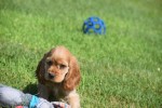 Amerikaanse cocker spaniel (teef) 11676