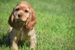 Amerikaanse cocker spaniel (teef) 11676