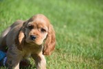 Amerikaanse cocker spaniel (teef) 11676